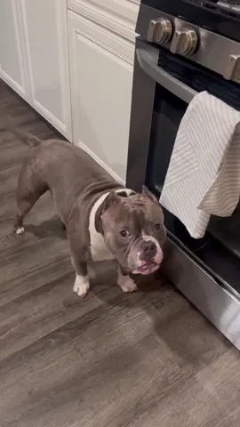 The Drama! This pit bull deserves an Oscar #tiktok #foryou #fyp #pet #dog #dogsoftiktok #funnydog #doglover #pitbull #pitbullsoftiktok #dramatic #usa 