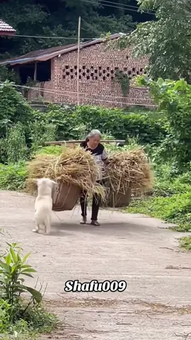 #粉丝一千万#dog#funny#foryou#fyp 