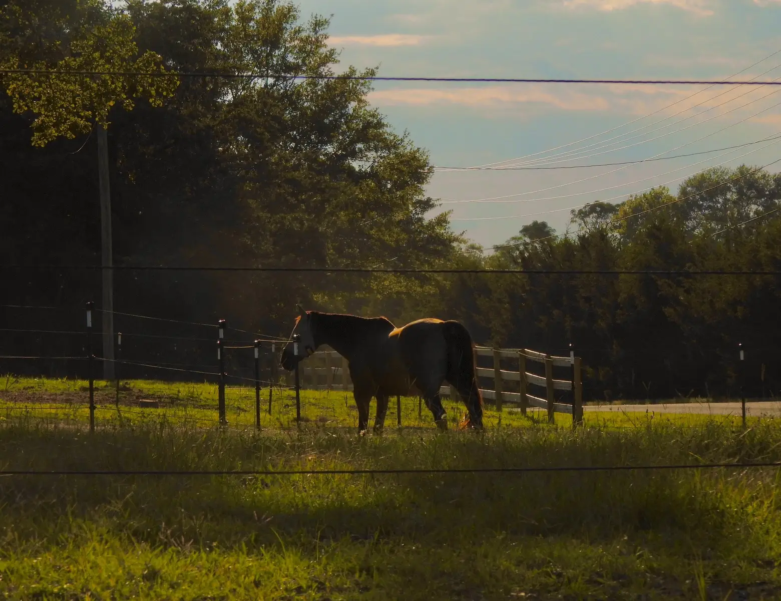 #photography #cinematography #horses #country #creatorsearchinsights 
