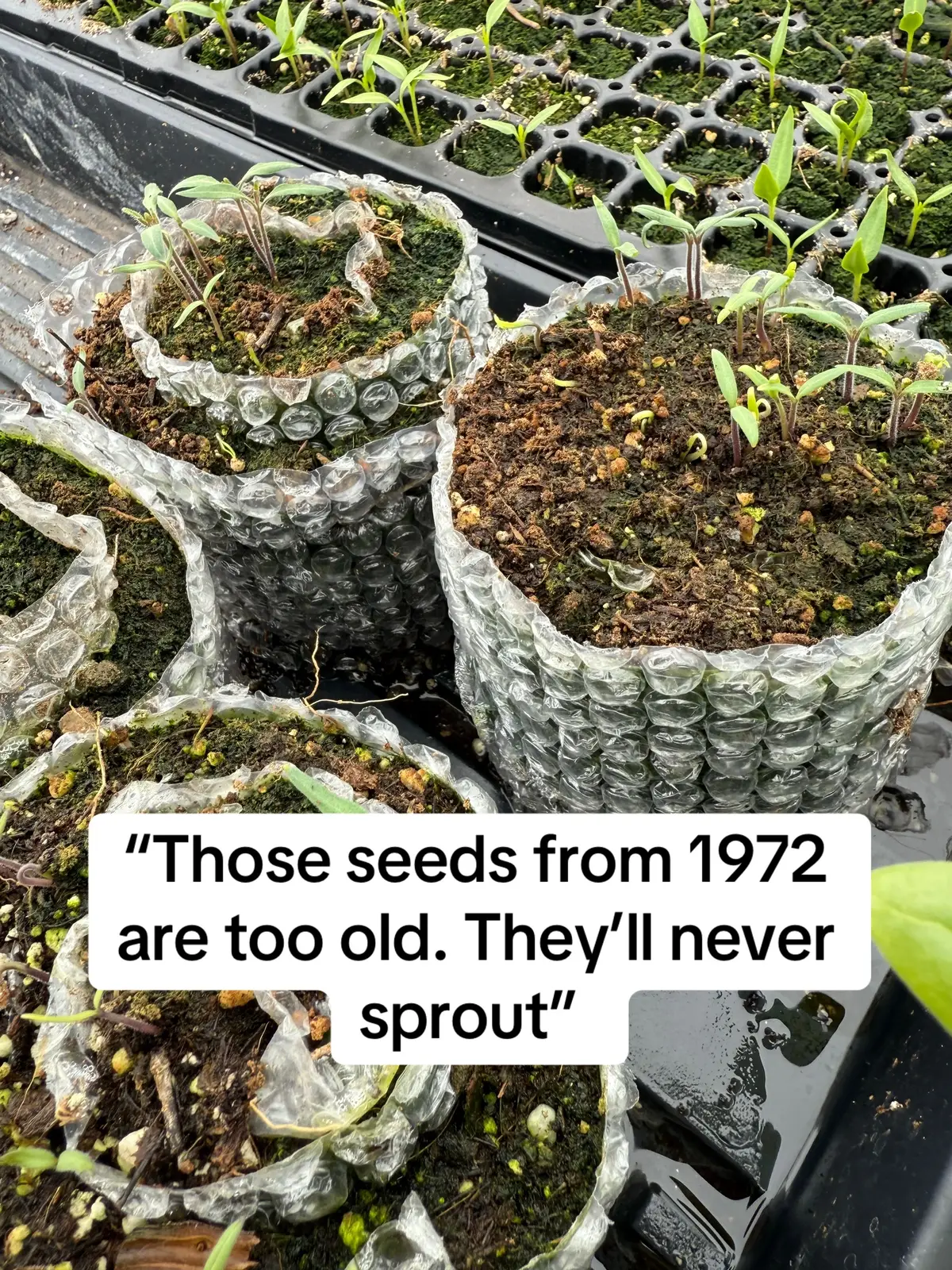 You are ever too old to prove the world wrong. #garden #gardening #gardentok #gardeningtips #gardeningtip 