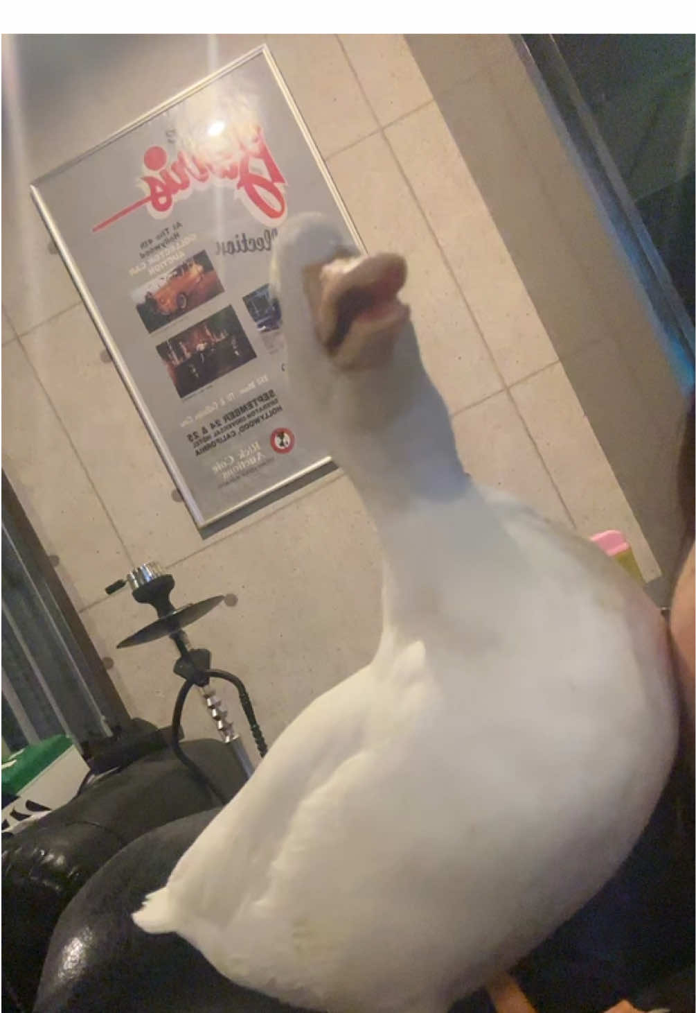 肩に乗り何かを訴えるあひる #コールダック  #あひる  #duck  #ペットのいる暮らし 