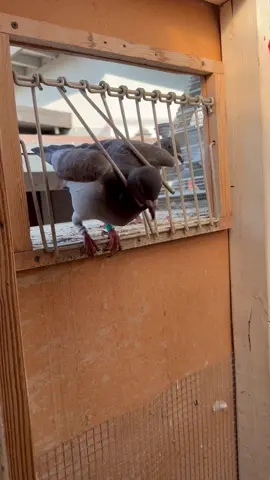 Would you keep this one for the race team or stock loft? 👀 #RacingPigeons #WinnersDontWingIt #fyp #Kabootar #Pigeon
