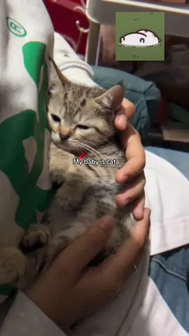#catlover 
