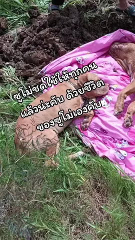 😭😭😭#ซูโม่หมาถูกยิง #ด่านช้างสุพรรณบุรี 