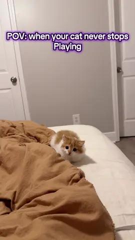 She LOVES to play lol #catsoftiktok #catslovers 