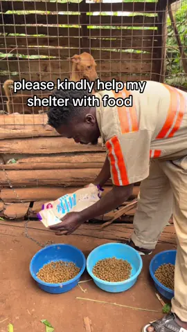 #dogloversfeed #animalslover 