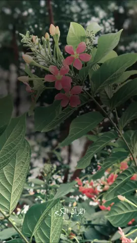 #islamic_video #fouryoupage #islam #viralvideos #viral 