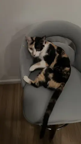 🐱 