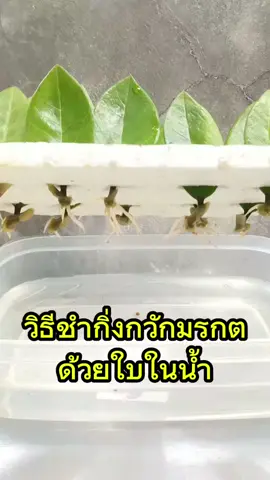 Trees Cuttings#วิธีการชำกิ่งกวักมรกตด้วยใบในน้ำ#การปักชำพืชด้วยใบ#tree#cutting#ของมันต้องแชร์