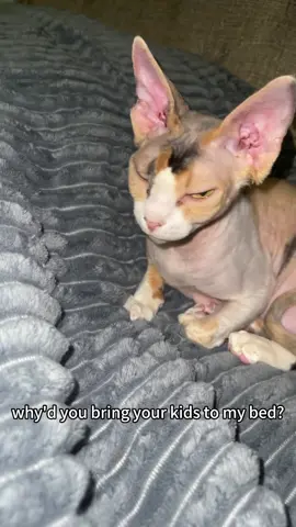 Hairless cat behavior #cat #catsoftiktok #pet #PetsOfTikTok #funnycat   