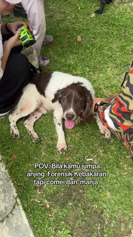 Finally dapat jumpa juga dengan #K9 #PDRM #HKHM2025 @BombaMalaysiaOfficial 