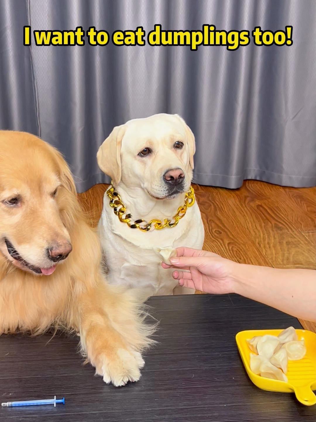 Dog: It's broken, it's coming at me! ！#petslife #petparents #mansbestfriend #foryoupate #dogsofinstagram #dogstagram #doglife #doglover #pets #funnyvideo #dog #Labrado
