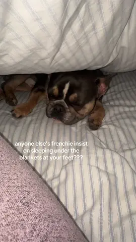 likeee??🤣 #fyp #foryou #foryoupage #frenchie #dogsoftiktok 
