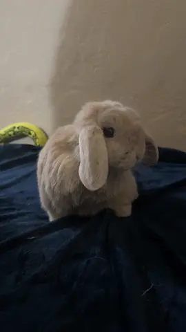 why he eating da money 😡 #bunny #fyp #obese #money 