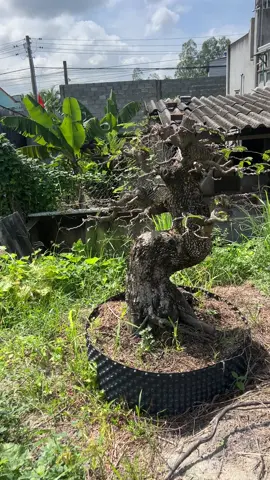 Me chua. Hàng siêu già. Thiện chí gọi O36.752.8055. Dép lào O964.86.2578#bonsai #mechua #caycongtrinh #câycảnh 