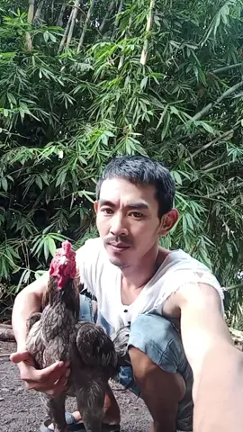 pegang ayam