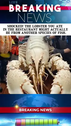 SHOCKED! THE LOBSTER YOU ATE IN THE RESTAURANT MIGHT ACTUALLY BE FROM ANOTHER SPECIES OF FISH#foryou #fpy #news #tiktok #usa 
