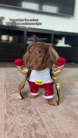 Stanley is ready for Halloween #target #targetfinds #halloween #halloweencostume #dogsoftiktokviral 
