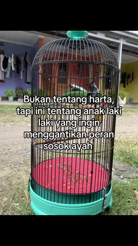 #kicaumania  #kicaumanianusantara  #kicaumaniaindonesia  #cucakijo #fyp 