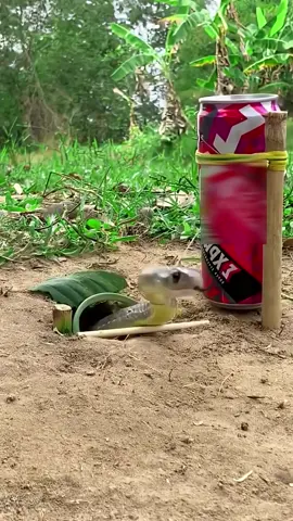 Can This Snake Escape the Soda Can Trap  #animaltraps #snake #trappingtechniques - Walking in the forest