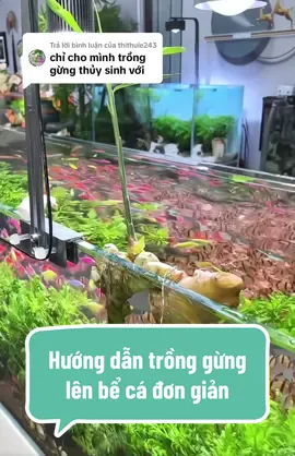 Trả lời @thithule243 hướng dẫn cách trồng gừng lên bể cá cực kì đơn giản ! #cacanhthuysinhtmb #cachtronggung #gungthuysinh #caythuycanh #xuhuong 