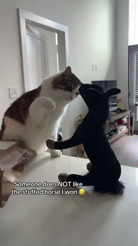 He said square up b*tch #funnycat #catsoftiktok #squareup #sillycat #catfight 