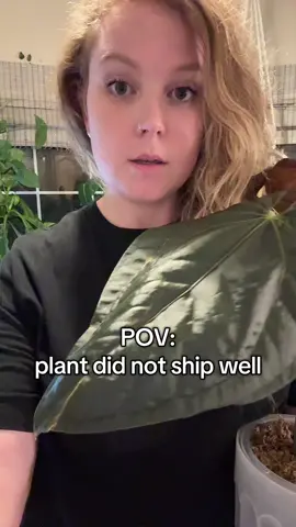 When your new anthurium doesn’t ship well and the packing was a little off. #plants #anthurium #plantsoftiktok #fyp #plantlover 