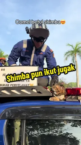 Kalau polis,atm dan bomba ada k9. APM ada shimba k10😍 #apm #merdeka  #viral #fyp  Shimba merdeka Shimba kucing apm Shimba comel