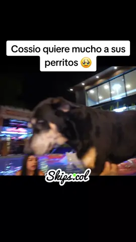 #jefersoncossio #mascotas #perritos #kick 