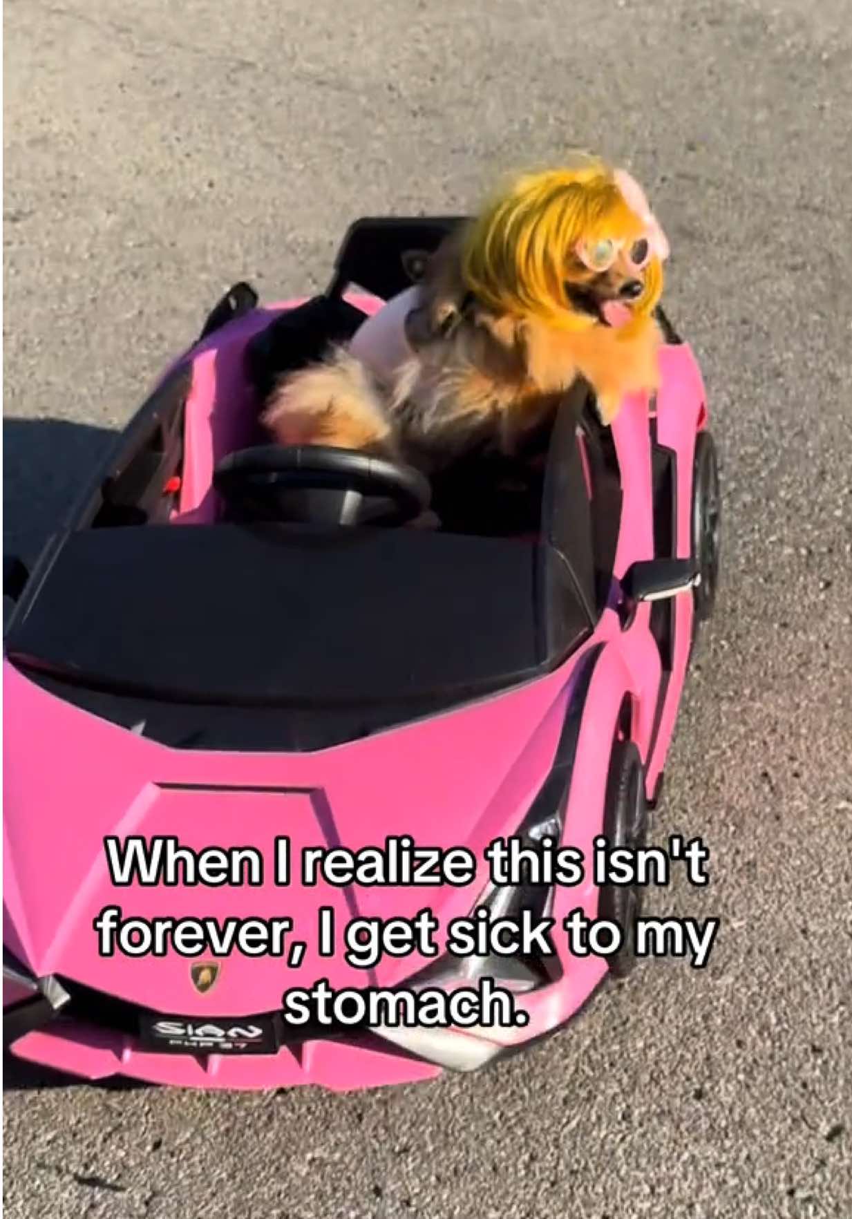 Forever wouldn't be long enough 🥹❤️ #forever #fyp #dogs #fypシ #pomeranian 