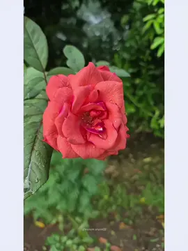 “ভালো থাকার অভিনয়ে ক্লান্ত আমি, তবু চালিয়ে যেতে হয়।” 🥀 #duet #bdtiktokofficial #kesfetteyiz #olimpiadas #foryoupage 