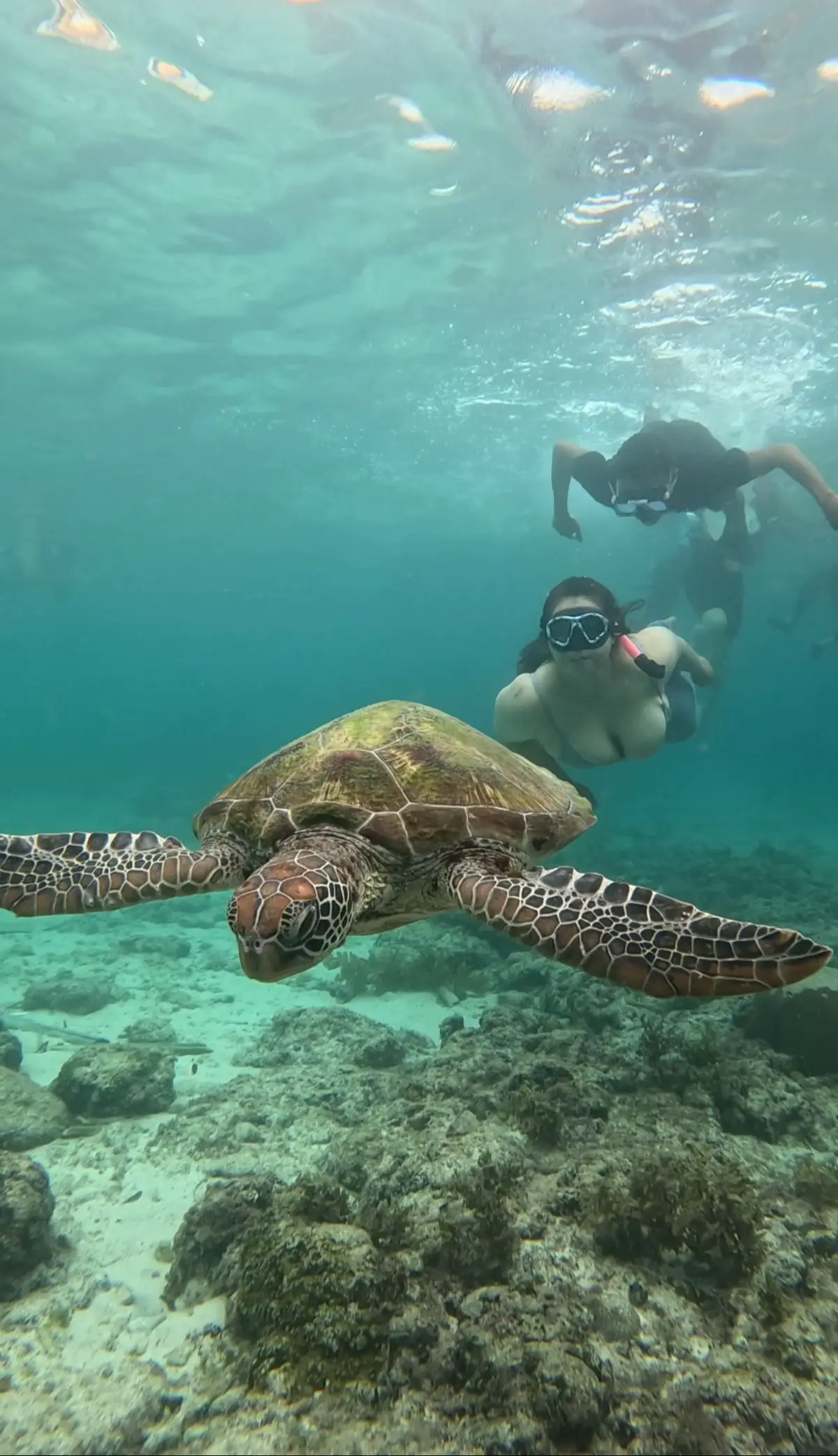 Life moves pretty fast. If you don't stop and look around once in a while, you could miss it 🐢🐟 #philippines🇵🇭 #cebu #maolboal 