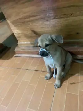 um là v đó/phô lô để xem nhiều hơn nhen//
