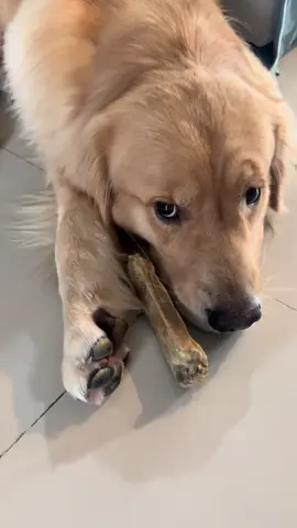 หมาชอบสปอยย ต้องป้อน😂 #อาตี๋ชีโร่ #โกลเด้นเป็นหมาตลก #goldenretriever #โกลเด้นรีทรีฟเวอร์ 