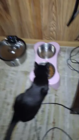 Jack eating his Purina Pro plan sensitive skin and stomach Kitten food  #kitten  #fyp  #catsoftiktok #blackcatsoftiktok #catsoftiktok  @PURINA 