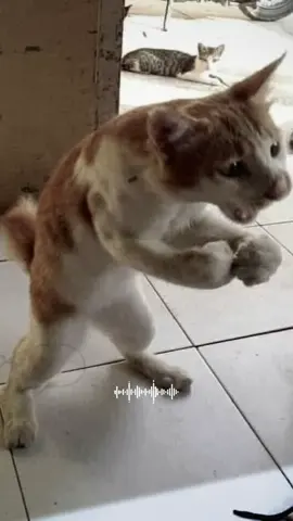 #catsoftiktok 