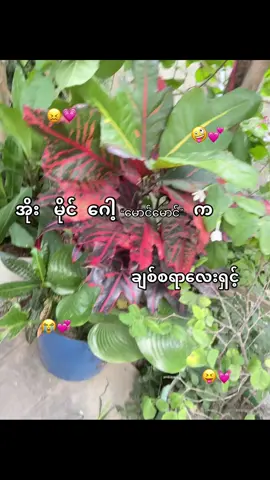 ဟီးဟီး😭@N💗 #fypシ゚viral #fyppppppppppppppppppppppp #fypシ゚viral #fyppppppppppppppppppppppp #fypシ゚viral @TikTok 
