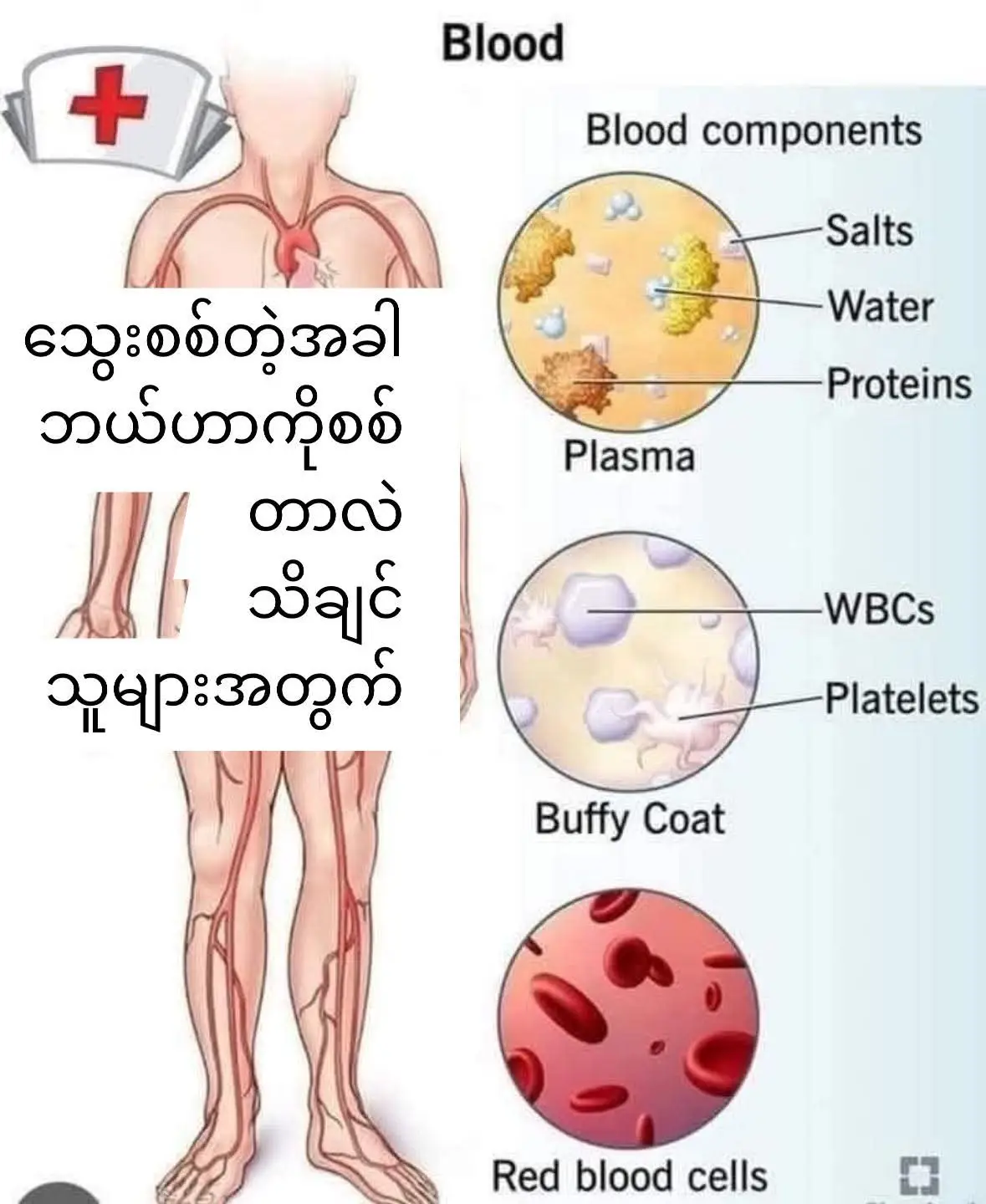#သွေးစစ်တဲ့အခါ ဘယ်ဟာက ဘာကိုစစ်တာလဲဆိုတာသိလိုသူများအတွက် =========================== ....CP(Auto) ကတော့ သွေးဖြူဥ သွေးနီဥ သွေးမွှားတွေရဲ့ အခြေအနေနဲ့ သွေးအားကောင်း မကောင်း သိရှိအောင် စစ်ဆေးတဲ့ စစ်ဆေးမှုမျိုးပါ .....Creatinine က တော့ ဆီးချို ရောဂါဟာ ကျောက်ကပ် လုပ်ဆောင်နိုင်စွမ်းကို ထိခိုက်နိုင်လို့ ကျောက်ကပ်အတွက် စစ်ဆေးမှုမျိုးပါ ( Urea) လည်း တူပါတယ် .....Electrolytes ကတော့ ဆီးချိုရောဂါကြောင့် ဆီးများများသွားတဲ့အခါ ဆုံးရှုံးသွားတဲ့ sodium potassium chloride ဆိုတဲ့ ဓာတ်တွေ အတွက်စစ်ဆေးမှုပါ .......HBA1c ကတော့ လွန်ခဲ့တဲ့ ၃လအတွင်း ဆီးချိုရောဂါကို ထိန်းချုပ်နိုင်စွမ်းရှိမရှိ သိရှိနိုင်တဲ့ စစ်ဆေးမှုမျိုးပါ ........Urine RE ကတော့ ဆီးချိုရောဂါကို သိရှိနိုင်တဲ့ စစ်ဆေးမှုမျိုးပါ..... ........FBS ( Fasting Blood Sugar ) ကတော့ ဘာအစားမှ မစားဘဲ ၈နာရီနေပြီး စစ်ဆေးပါက သွေးထဲရှိ သကြားပမာဏ မြင့်တက်မှုကို တိုက်ရိုက် သိစေနိုင်တဲ့ စစ်ဆေးမှုမျမုးပါ  ........HbsAg ကတော့ အသားရောင်အသားဝါ Bပိုးစစ်တာပါ .......Alkaline Phosphates ကတော့ အသည်းစစ်ဆေးတာပါ ........AFP က အသည်းကင်ဆာစစ်တာမျိုးပါ ........Lipid profile ကတော့ သွေးတွင်းအဆီပမာဏကို စစ်တာမျိုးပါ ( ကောင်းကျိုးပေးသော အဆီနဲ့ မကောင်းတဲ့ အဆီတွေကိုကြည့်ပြီး နှလုံး ကျန်းမာရေး အကဲဖြတ်နိုင်ရန်)စစ်ဆေးတာမျိုးပါ ........VDRL ကတော့ syphilis အတွက် စစ်ဆေးမှုမျိုးပါ .........ECG ကတော့ နှလုံးစစ်ဆေးတာ (နှလုံး ကြွက်သားလုပ်ဆောင်ချက်နဲ့ နှလုံးရောဂါများကို စစ်ဆေးတာ)မျိုးပါ ..........EST ကတော့ ပြေးစက်ပေါ် နှလုံးစမ်းသပ်တာမျိုးပါ ......... Urine test ကတော့ ဆီးစစ်ဆေးတာ  ( ဆီးလမ်းကြောင်း တစ်လျှောက်ပိုး၀င်ခြင်း မူမှန်မမှန်နဲ့ ကျောက်ကပ်ကို စစ်ဆေးတာ )မျိုးပါ ...........Blood Sugar ကတော့ သွေးတွင်းသကြားပမာဏ စစ်ဆေးတာမျိုးပါ (ဆီးချိုးရောဂါရှိမရှိ သိရှိရန် အတွက် စစ်ဆေးမှုမျိုးများ ) .........SGOT, SGPT, Serum Bilirubin.,ALT -  အသည်းရဲ့စွမ်းဆောင်ရည် အင်ဇိုင်းပမာဏနဲ့  သွေးတွင်း ဘီလီယူဘင်ကိုစစ်တာမျိုးပါ (အသားဝါစေသော ဓာတ်ကို အကဲဖြတ်မလို့ စစ်ဆေးမှူမျိုးများ)  .......BUN ကတော့ ကျောက်ကပ်စစ်တာမျိုးပါ ..........Cholesterol ကတော့ သွေးထဲရှိ ကိုလက်စထရောစစ်တာမျိုးပါ ..........HDL Cholesterolကတော့ သွေးထဲရှိ အကျိုးပြုတဲ့ ကောင်းတဲ့ အဆီဓာတ် ကိုစစ်တာမျိုးပါ ...........LDL Cholesterol အကျိုးမပြုတဲ့ မကောင်းတဲ့ အဆီဓာတ်ကိုစစ်တာမျိုးပါ .........Haemogram ကတော့ (သွေးဖြူဥ ,သွေးနီဥ, သွေးမွှားဆဲလ် စတာတွေကို အဏုစိတ် စစ်ဆေးတာ)မျိုးပါ ........HBs Antigen ,HCV Antibodyကတော့ အသည်းရောင်အသားဝါ ဘီပိုး,စီပိုး ရှိမရှိစစ်တာမျိုးပါ ........Anti HBS ကတော့ Bပိုး ကိုယ်ခံအားစစ်တာမျိုးပါ .........Anti HCVကတော့ C ပိုးစစ်တာပါ ...........( X -ray )ကတော့ ဓာတ်မှန်ရိုက်တာ  (ရင်ဘတ်ဓာတ်မှန် နဲ့ အရိုးကျိုး အက် စတာတွေအတွက်စစ်တာ)မျိုးပါ ..........(Chest X-ray)ကတော့ #ရင်ဘတ်ဓာတ်မှန် ရင်ခေါင်းအတွင်းရှိ အဆုတ်နဲ့ နှလုံး ပုံမှန်ဟုတ်မဟုတ် ရောဂါရှိမရှိ စစ်ဆေးတာမျိုးပါ .........USG (Ultrasound)ကတော့ အယ်ထရာဆောင်း  (တယ်လီဗီးရှင်း ဓာတ်မှန်ရိုက်တာ) #အသည်းသည်းခြေအိတ် ကျောက်ကပ် မုန့်ချိုအိတ် သရက်ရွက် ဆီးကျောက်တည်ခြင်း သည်းခြေကျောက်တည်ခြင်း စသည့်၀မ်းတွင်း အင်္ဂါများရောဂါများရှာဖွေရန်နဲ့ ကိုယ်၀န်ဆောင် များ အတွက် စစ်ဆေးတာမျိုးပါ ...... Thyroid Function Test ကတော့ လည်ပင်းကြီးဟော်မုန်းစစ်တာမျိုးပါ .........T3,T4,TSH ကတော့ #သိုင်းရွိုက် ဟော်မုန်းစစ်တာမျိုးပါ ......Vitamin D (total ) ကတော့ #အရိုးပွရောဂါအတွက်စစ်တာမျိုးပါ .....Uric acid (Gout ) ကတော့  . ဂေါက်ရောဂါ အတွက်စစ်ဆေးတာမျိုးပါ ......RA ကတော့  လေးဖက်နာရောဂါကို စစ်တာမျိုးပါ .... ESR -ကတော့  တစ်နာရီအတွင်း အနယ်ထိုင်တဲ့နှုန်းကို စစ်တာ(သွေးအားနည်း နှလုံးရောင် ကျောက်ကပ်မကောင်း အရိုးအတွင်းရောင် ကိုယ်၀န်ဆောင် လေးဘက်နာ (ရူမက်တစ် )  ဆစ်ဖလက် လည်ပင်းကြီး တီဘီ အဆစ်နာရောဂါ စတဲ့သူတွေကို စစ်တာမျိုးပါ .......PSA/CA 125/CA 153 ကတော့ ကင်ဆာဖြစ်နိုင်ခြေရှိမရှိစစ်ဆေးတာမျိုးပါ ......PSAကတော့ ဆီးကျိတ်ကင်ဆာ စစ်တာမျိုးပါ ......CEAကတော့ အစာအိမ်နဲ့  အူလမ်းကြောင်း ကင်ဆာစစ်တာမျိုးပါ .........Digital Mammogram ကတော့ ရင်သားဓာတ်မှန် ရိုက်တာပါ ........CRP ကတော့ သွေးကြောရောင်ကိုင်းတာကို စစ်တာပါ  🍀🍀🍀🍀🍀🍀🍀🍀