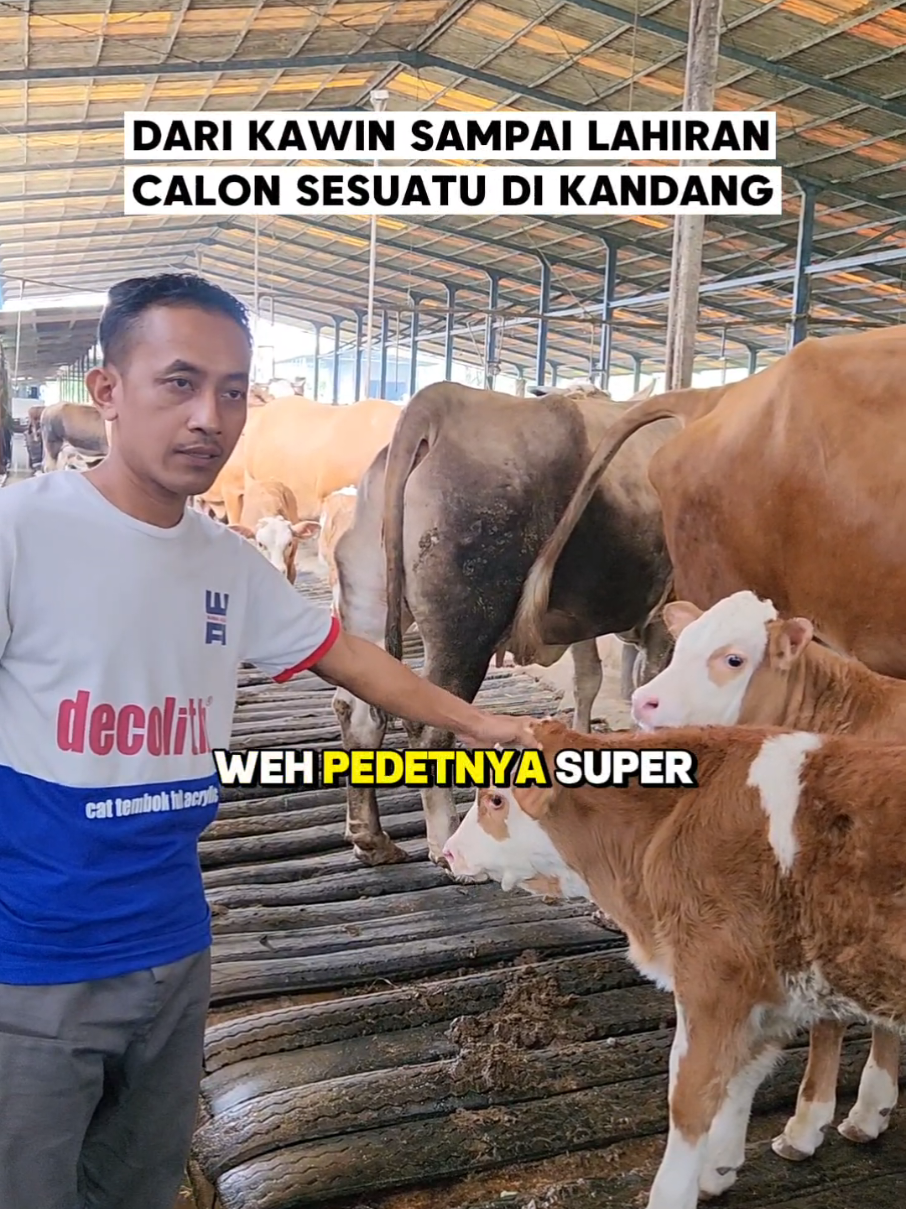 pedet hasil breeding kami sendiri di kandang, hasil straw bibit dari bib ungaran #sapi #bangkitternak #setiafarm #peternaksapiindonesia #jagalsapi 