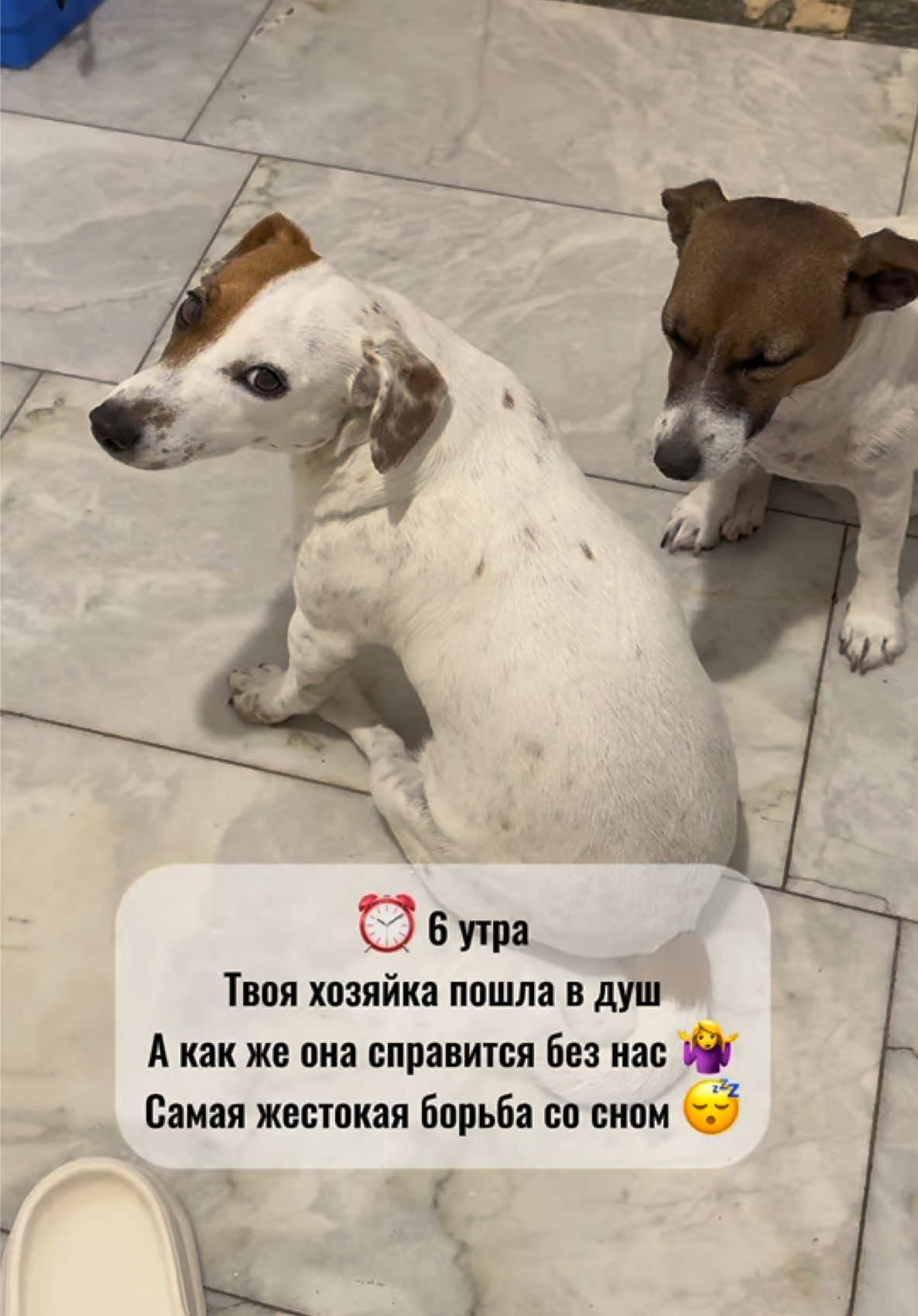 И вот скажите, зачем нужно было бежать за мной?! Спали бы себе сладенько и дальше, но это не про них🥰 #джекрасселтерьер #блогпродог #догблогер #jackrussell #щенкиджекрассела 