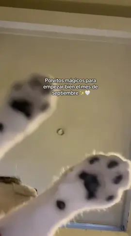 Polvitos mágicos ✨🤍 #reels #trend #michi #mascotas #viraltiktok 