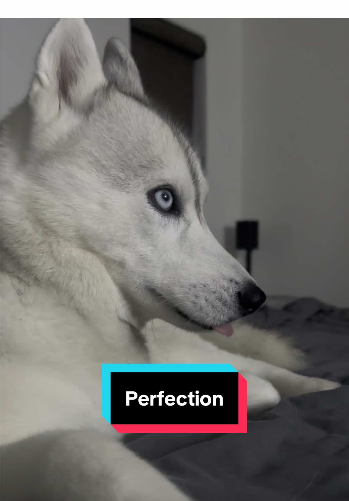 My Bambi 🦌🌸🐰 . . . . . #perfect #husky #siberianhusky #huskies #bambi #bambino #huskiesoftiktok #huskytok #icon 