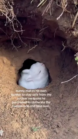 hi this is ok with me. #spirituality #bunny 
