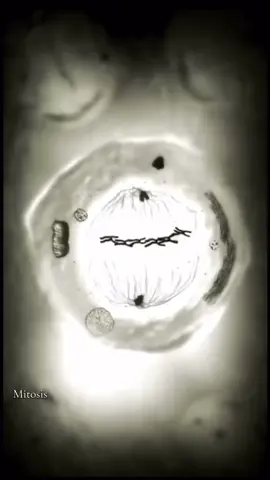 Mitosis stages #biology #fypシ #medicine #mitosis #fyppppppppppppppppppppppp 