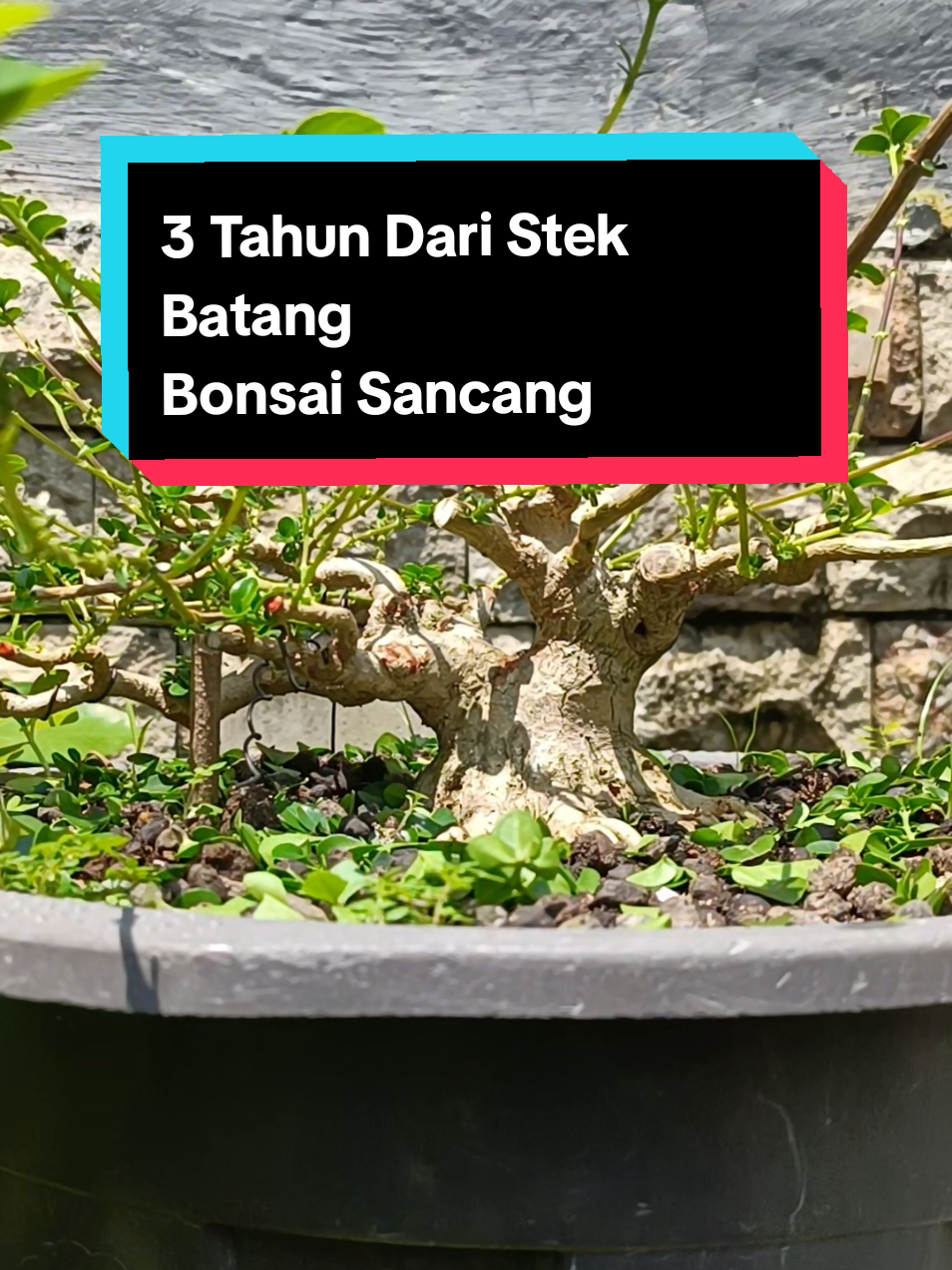 Update kondisi perantingan Bonsai Sancang Mame #progamakar #bonsai #caramembuatbonsai #berkebun 