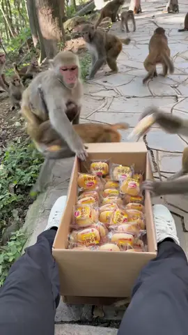 #monkey 