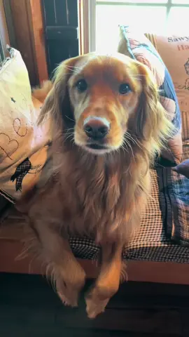 Chester #dog #funny #goldenirish #hilarious #🤣🤣🤣 