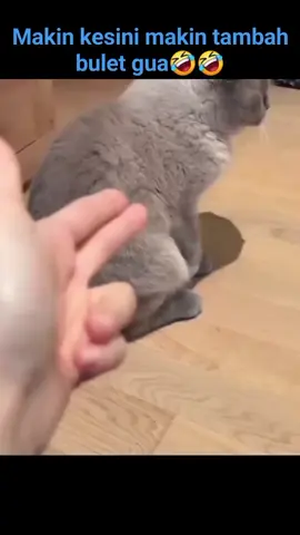 video kompilasi kucing kocak dan gokil terbaru bikin ngakak #fyp 