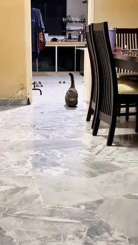 Dia datang dengan lenggang lengoknyaaaaaaa ~ 😹 #munchkincat #kucing #kucingtiktok #catsoftiktok 