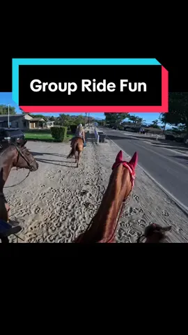 Stan led a group ride and he was amazing ❤️❤️ #CapCut #horse #horseriding #fun #funny 